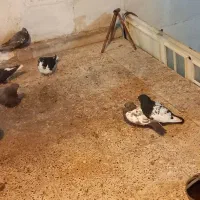 کبوتر|پرنده|تربتحیدریه, شهرک ولیعصر|دیوار