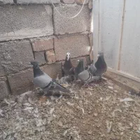 کبوتر پلاکی|پرنده|شیراز, شاپورجان|دیوار