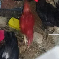 مرغ خروس