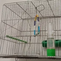 قفس پرنده|لوازم جانبی حیوانات|چهاردانگه (تهران), |دیوار