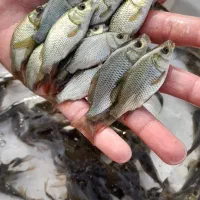 بچه ماهی کپور|ماهی|رشت, شهرک شهید عباسپور|دیوار