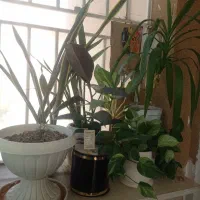 گل طبیعی|گل و گیاه طبیعی|گلبهار, شهر جدید گلبهار|دیوار