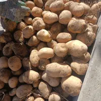 سیب زمینی جلی رانومی مدل 402|خوردنی و آشامیدنی|رزن, |دیوار