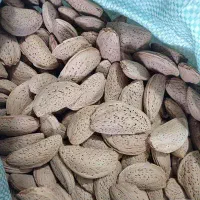 بادام تلخ فروشی