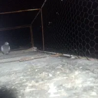 کبوتر|پرنده|تربت‌حیدریه, حاجی یار‎|دیوار