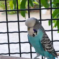 گرینچیک کوتوله برزیلی|پرنده|میناب, |دیوار