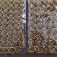 تخفیف ویژه برای مراسمات کیک،عسلی،ترحلوا،پسته ای|خدمات پذیرایی، مراسم|یزد, |دیوار