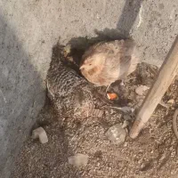مرغ وخروس عربی