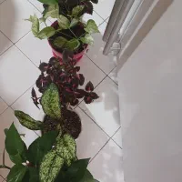 گلدان های حسن یوسف آگلونما پیتوس