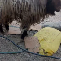 پاچن بز نر|حیوانات مزرعه|لادیز, |دیوار