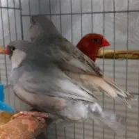 فنچ زبرا کینگ ، پاستل بلک فیس