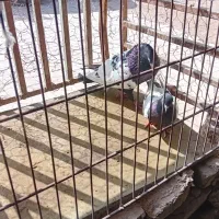 پرنده سینه سیاه درملاثانی