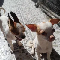 دوتاسگ شیواوا اصل نروماده مولدهمراه دوتوله|سگ|کیار, |دیوار