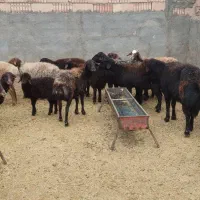 میش|حیوانات مزرعه|سبزوار, کاشفی شمالی (دادگستری)|دیوار