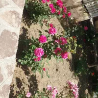 باغ ویلاشیک و منطقه لک لک،کلاکوب،گنبدواز|فروش خانه و ویلا|مشهد, لک لک|دیوار