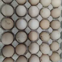 تخم مرغ لاری