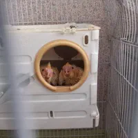 عروس هلندی یک جفت|پرنده|قم, پردیسان|دیوار