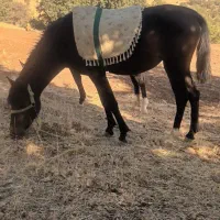 اسب مادیون|اسب و تجهیزات اسبسواری|پاپی, |دیوار