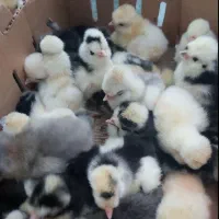 جوجه یک روزه تخم نطفه دار برهما ابریشمی و لهستانی|حیوانات مزرعه|شیراز, حافظیه|دیوار