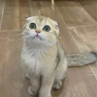 گربه اسکاتیش ماده ۴ماه