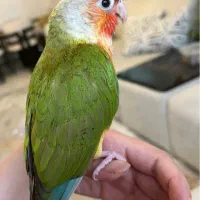 گرینچیک