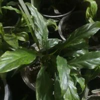 فروش گلهای اپارتمانی   تخفیف ۲۰درصدی