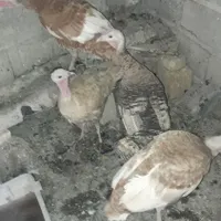 بوقلمون
