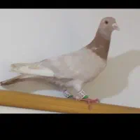 پلاکی|پرنده|بوشهر, |دیوار