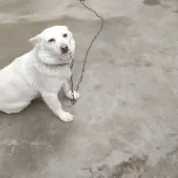 سگ پاکوتاه ماده