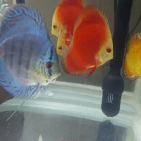 دیسکس رد ملون و آلبینو پلاتینیوم سایزبزرگ گریدبالا|ماهی|شاهینشهر, خبرنگار|دیوار