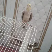 عروس هلندی