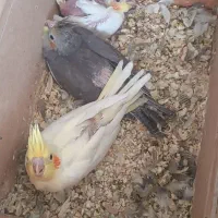 عروس هلندی|پرنده|مهران (ایلام), |دیوار