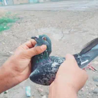 کبوتر مسافتی|پرنده|خان ببین, |دیوار