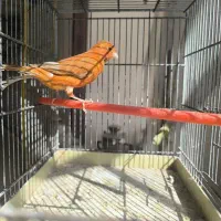 قناری رسمی بلند نر سرخ سبز چغندری|پرنده|جرقویه, |دیوار