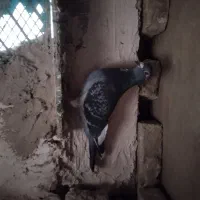 کفتر المانی|پرنده|نیشابور, ماروسک|دیوار