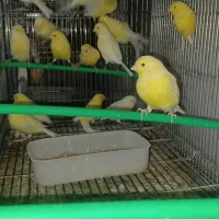 قناری وایت، سفید و یلو