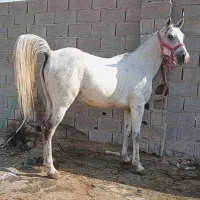 مادیون عرب