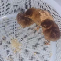 فروش جوجه یک هفته ای محلی