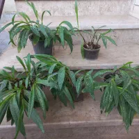 گلهای سرحال فقط ۶۰ تومان|گل و گیاه طبیعی|رامیان, |دیوار