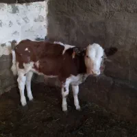 گاو سیمیتال|حیوانات مزرعه|کشاورز, |دیوار