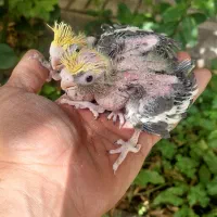 جوجه عروس هلندی سرلاکی و دوکت بالغ