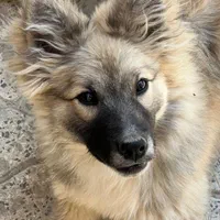 سگ اشپیتز نر