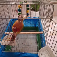 طوطی گرینچیک|پرنده|ابهر, |دیوار