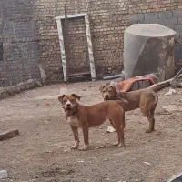 سگ پیت بول ۵ ماه