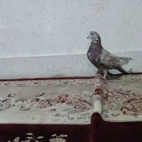 کبوترگرگی کله ماستی|پرنده|اصفهان, جاوان|دیوار