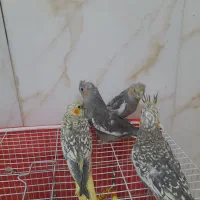 پرنده عروس هلندی|پرنده|مشهد, رده|دیوار