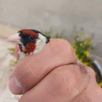 سهره چونه سفید