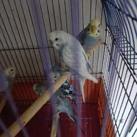 مرغ عشق|پرنده|قم, شهر قائم|دیوار