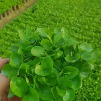 سبزه نارنج عیدنوروز