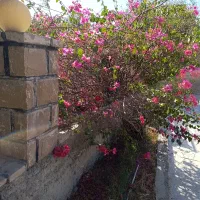 زمین 253 روبروی بیمارستان مادر